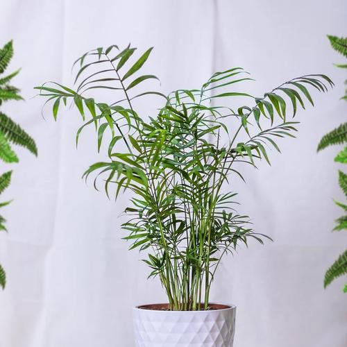 凤尾竹在家里养风水好吗？养凤尾竹有哪些风水讲究？