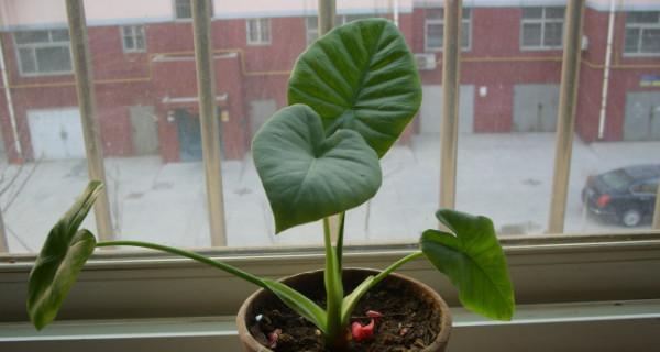 尖尾芋在家养风水好吗？养尖尾芋的风水禁忌有哪些？