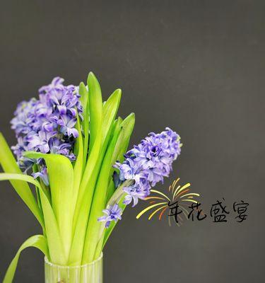 水培风信子的花语有哪些含义？