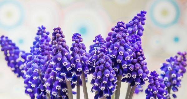 水培风信子的花语有哪些含义？
