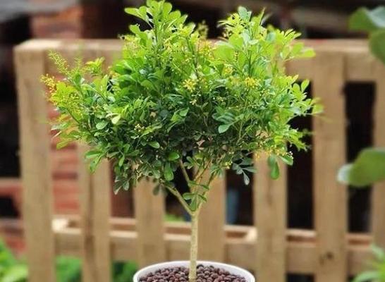 家里养米兰花风水好吗？米兰花的风水意义是什么？