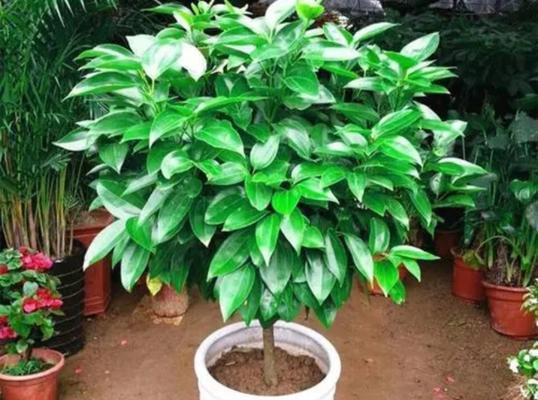 平安树在家养风水好吗？养平安树有哪些风水讲究？