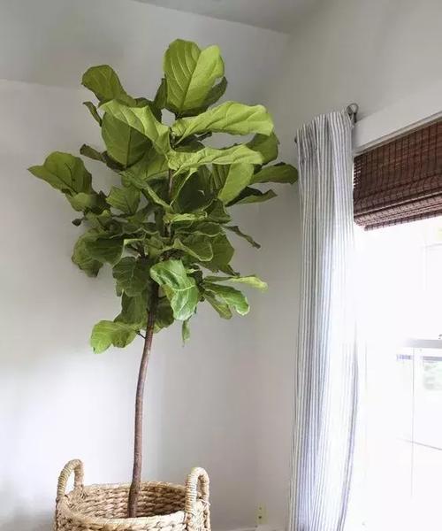家里养琴叶榕风水好吗？养琴叶榕有哪些风水讲究？
