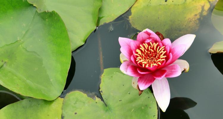 睡莲四字花语代表什么含义？