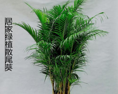 家里养散尾葵风水好吗？散尾葵的风水作用是什么？