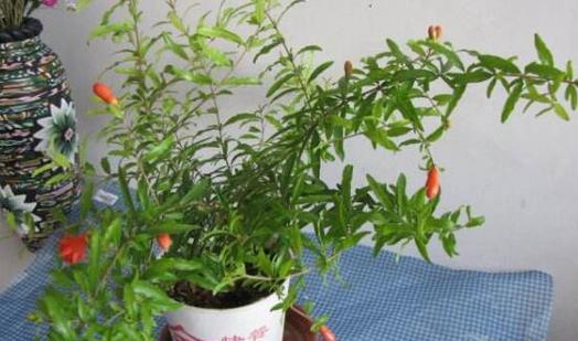 家里养石榴花风水好吗？石榴花的风水意义是什么？
