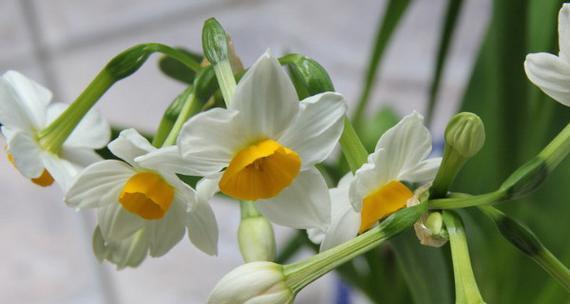 送水仙花代表什么意思？水仙花的寓意有哪些常见问题解答？