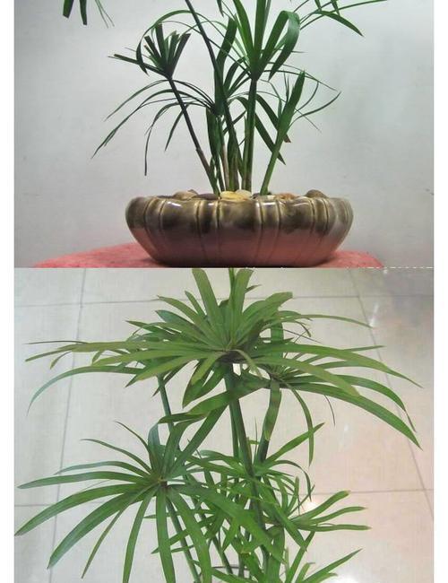 家里养水竹风水好吗？水竹的风水意义是什么？