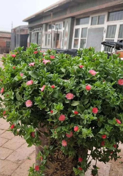 家里养太阳花风水好吗？养太阳花有哪些风水讲究？