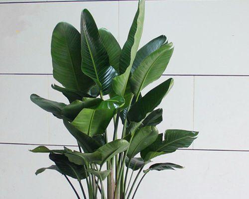 天堂鸟花室内养殖吉利吗？适合室内养护吗？