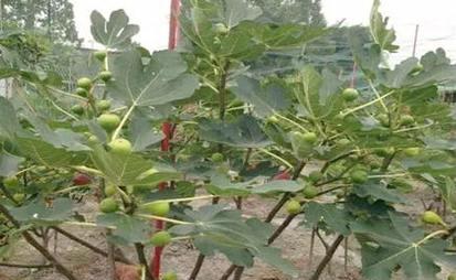 家里养无花果风水好吗？无花果在风水学中的意义是什么？