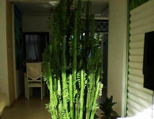 家里养仙人柱风水好吗？仙人柱的风水作用是什么？