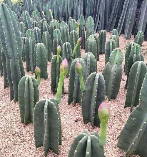 家里养仙人柱风水好吗？仙人柱的风水作用是什么？