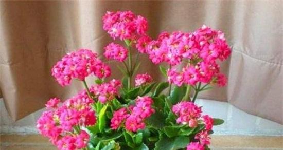 家里养长寿花风水好吗？长寿花的风水意义是什么？