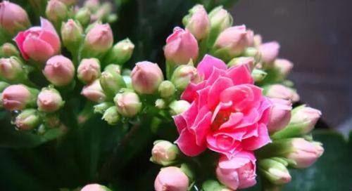 家里养长寿花风水好吗？长寿花的风水意义是什么？