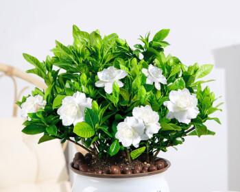 栀子花在家中养植风水影响如何？养栀子花有哪些风水讲究？