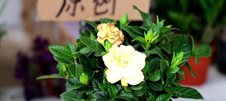 栀子花在家中养植风水影响如何？养栀子花有哪些风水讲究？
