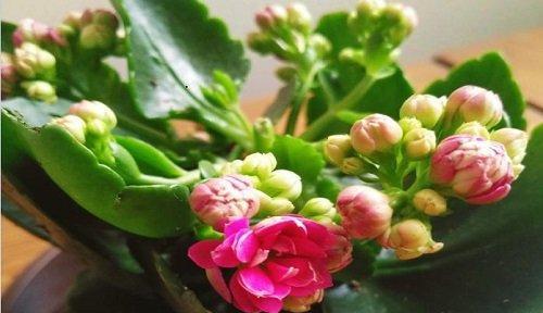 家里养植物对风水好吗？如何选择植物以增强家居风水？