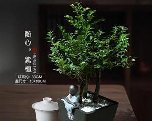 家里养紫檀木风水好吗？紫檀木对家居风水有何影响？