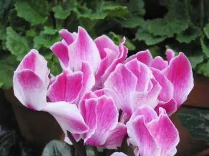 仙客来花的花语是什么？如何正确解读仙客来的象征意义？