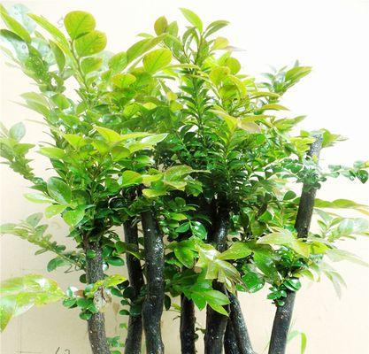 家里养紫檀树风水好吗？紫檀树对家居风水有什么影响？