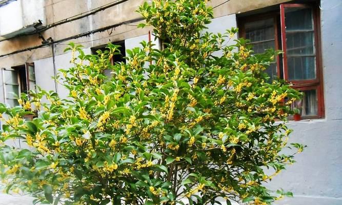 家里院子里种什么树风水好？有哪些风水树推荐？
