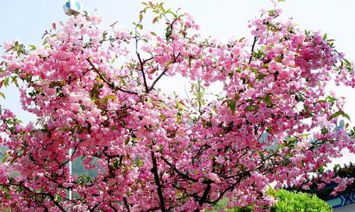 家里院子适合种什么树？庭院栽什么树好？