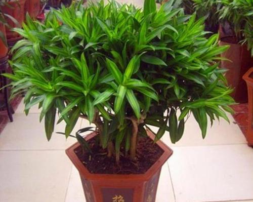 家里种百合花风水好吗？种植百合花有哪些风水讲究？