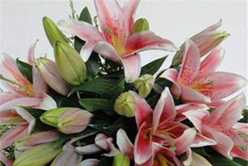 家里种百合花风水好吗？种植百合花有哪些风水讲究？