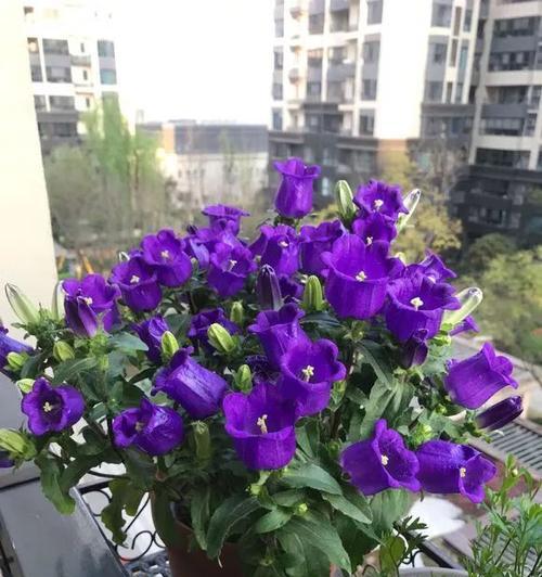 家里种丁香花风水好吗？种植丁香花有哪些风水讲究？
