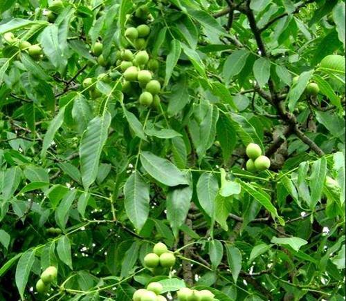 家里种核桃树风水好吗？核桃树种植的风水讲究有哪些？