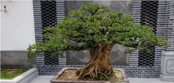 家里种黄杨树风水好吗？种植黄杨树有哪些风水讲究？