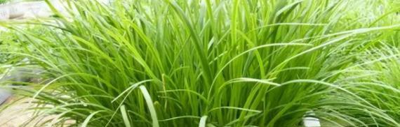 家里种韭菜好不好？有哪些注意事项和好处？