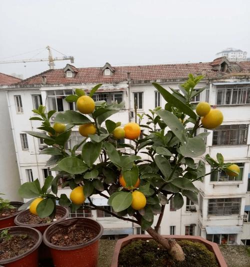 家里种桔子树风水好吗？种植桔子树有哪些风水讲究？
