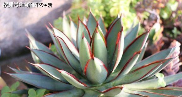 家里种龙舌兰风水好吗？种植龙舌兰有哪些风水讲究？
