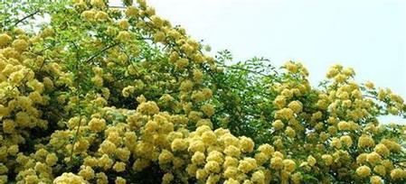 家里种七里香风水好吗？七里香种植与风水布局的关联是什么？