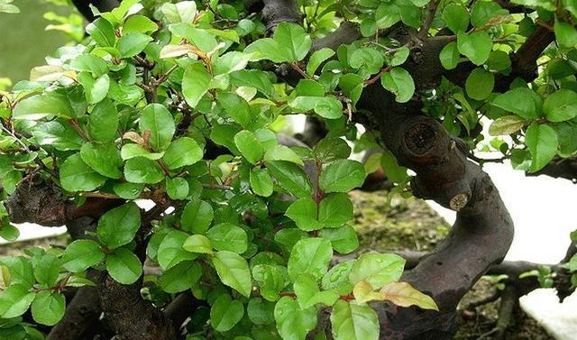 家里种雀梅风水好吗？如何摆放提升家居风水？