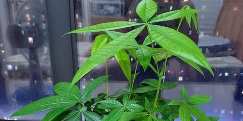 家里种桃树风水好吗？种桃树有哪些风水讲究？