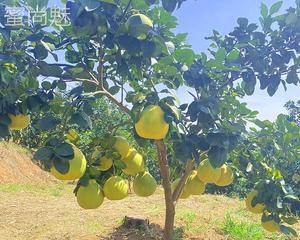 家里种柚子树风水好吗？种植柚子树有哪些风水讲究？