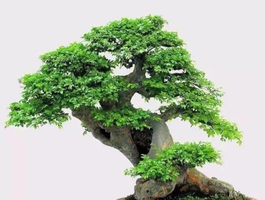 家里种榆树好不好？榆树种植的利弊有哪些？