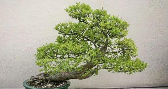 家里种榆树好不好？榆树种植的利弊有哪些？