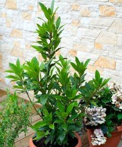 家门前适合种什么植物？有哪些美观又易打理的推荐？