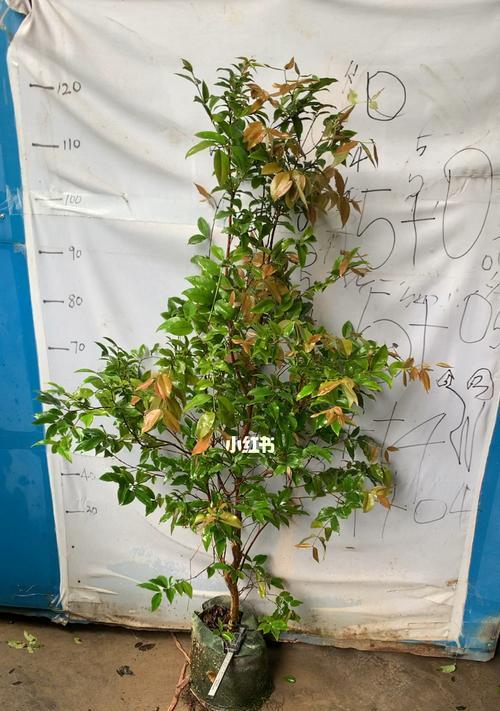 嘉宝果几年结果实？种植后多久能收获果实？