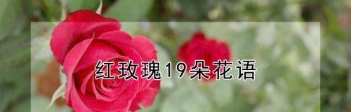 19朵玫瑰花的花语是什么？19朵玫瑰代表什么意思？