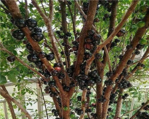 嘉宝果施肥指南：选择合适的肥料有哪些建议？