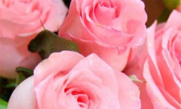 22朵玫瑰代表什么意思？花语背后隐藏着哪些情感？