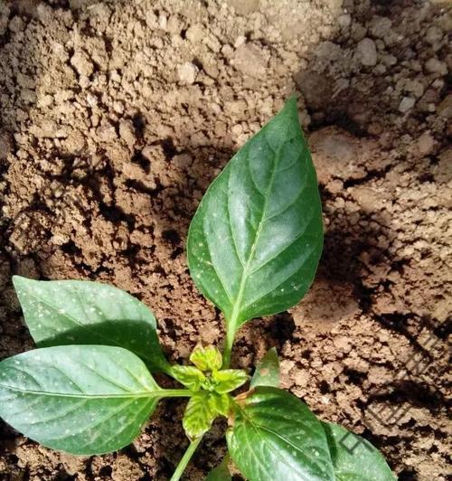 尖椒的生长周期是多长时间？如何优化种植管理提高产量？