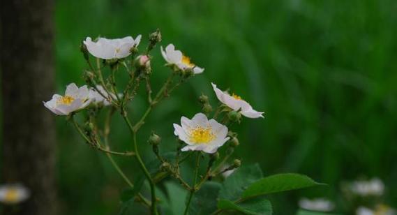澳洲野蔷薇花语是什么？澳洲野蔷薇花语的含义有哪些？