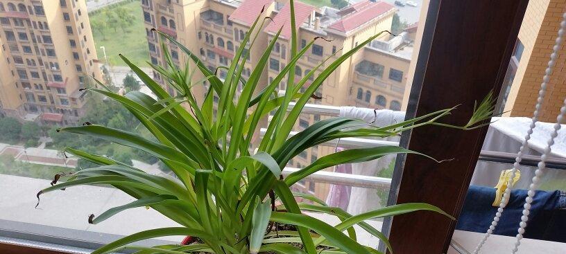 建兰不开花是什么原因？如何解决？