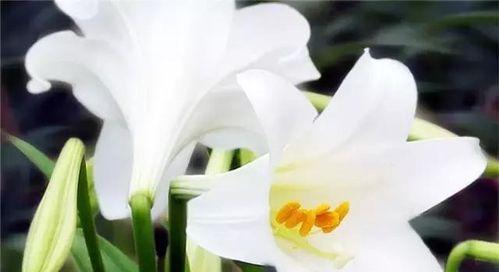 白百合花的象征意义是什么？了解白百合花的花语含义？